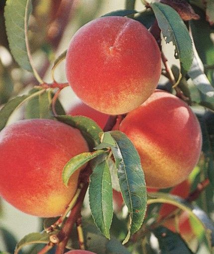 Fruit, Peach &#39;Elberta&#39;