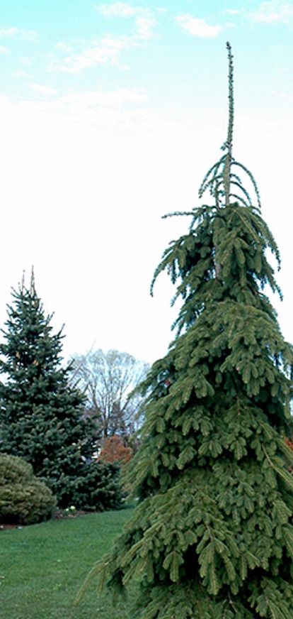 Picea g. &#39;Weeping White&#39;