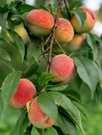 Fruit, Peach &#39;Red Haven&#39;