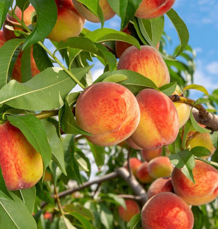 Fruit, Peach &#39;Reliance&#39;