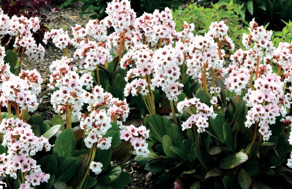 Bergenia c. Dragonfly &#39;Angel Kiss&#39;