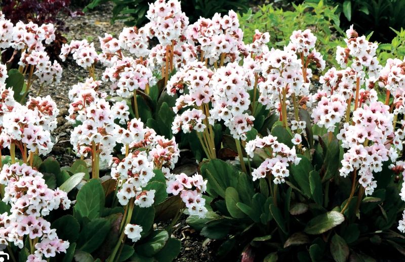 Bergenia c. Dragonfly &#39;Angel Kiss&#39;