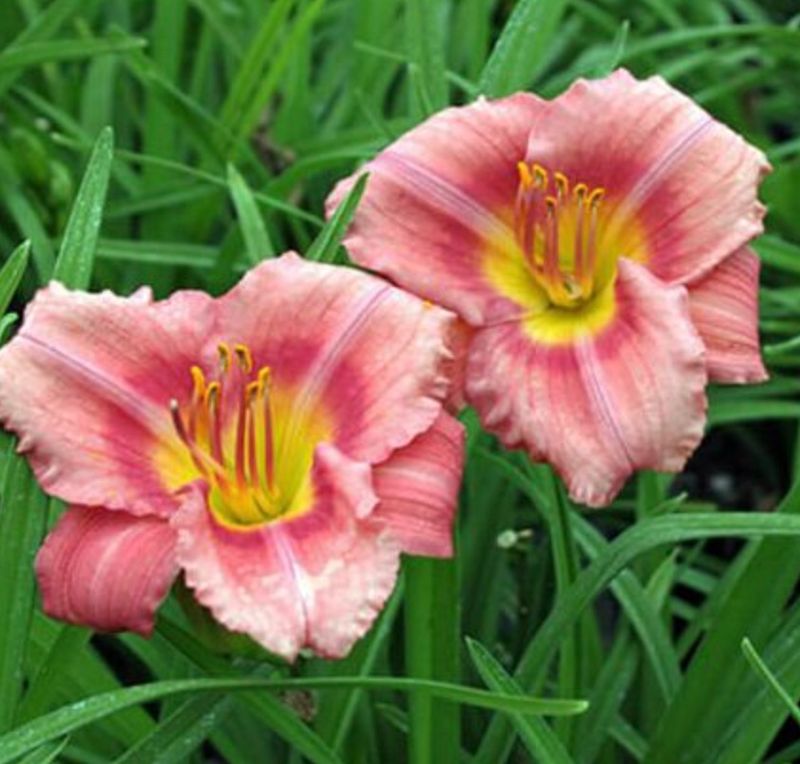 Hemerocallis x &#39;Rosy Returns&#39;