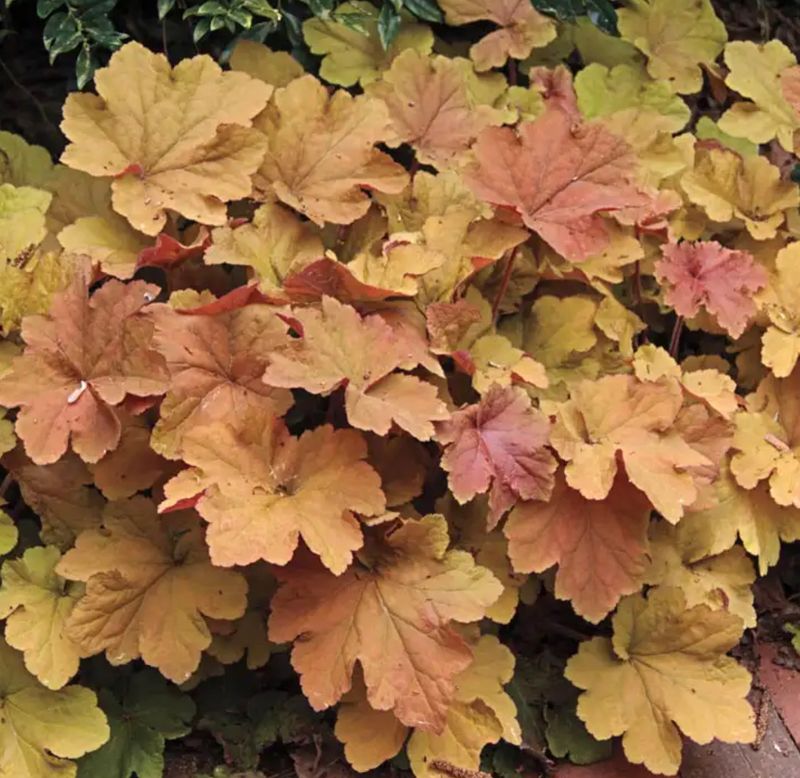 Heuchera v. &#39;Big Top Caramel Apple&#39;