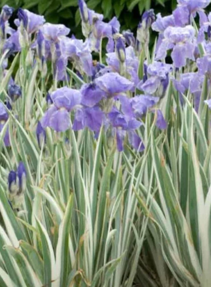 Iris p. &#39;Albo Variegata&#39;