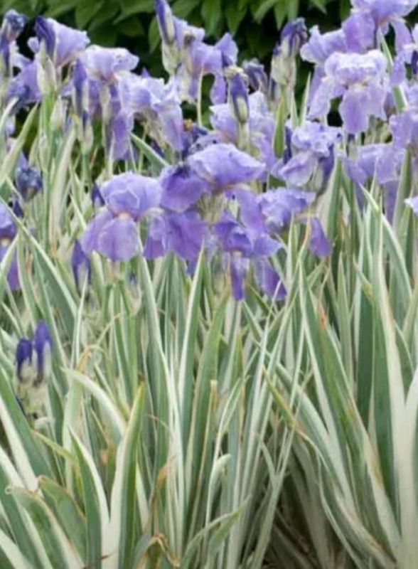 Iris p. &#39;Albo Variegata&#39;