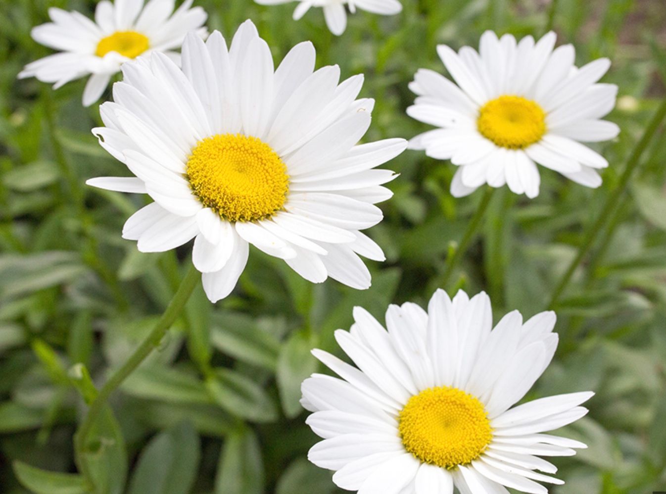 Leucanthemum s. &#39;Becky&#39;