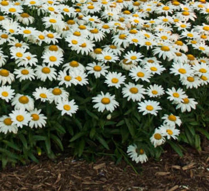 Leucanthemum s. &#39;Snowcap&#39;