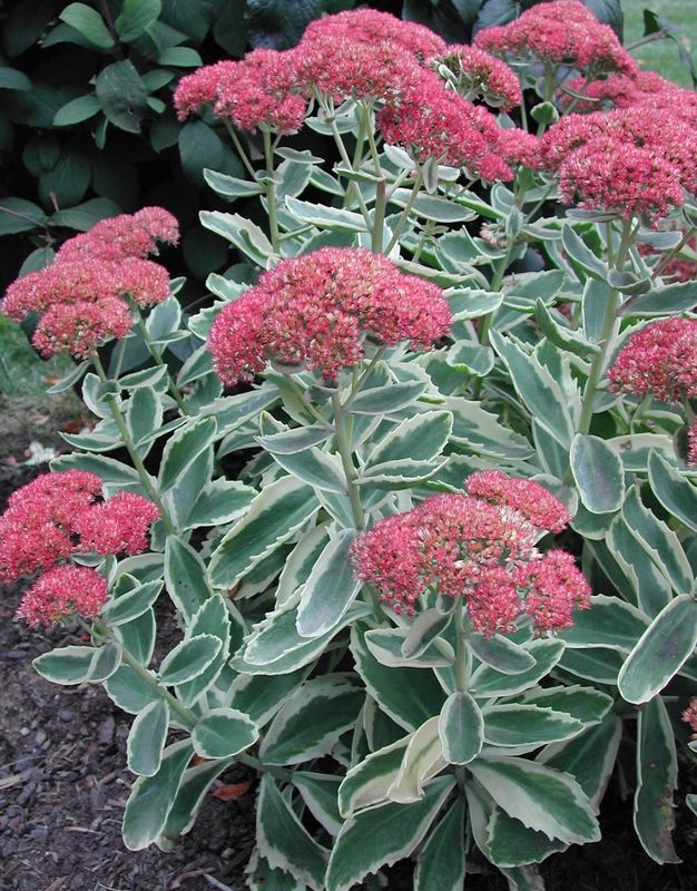 Sedum x &#39;Autumn Charm&#39; #1