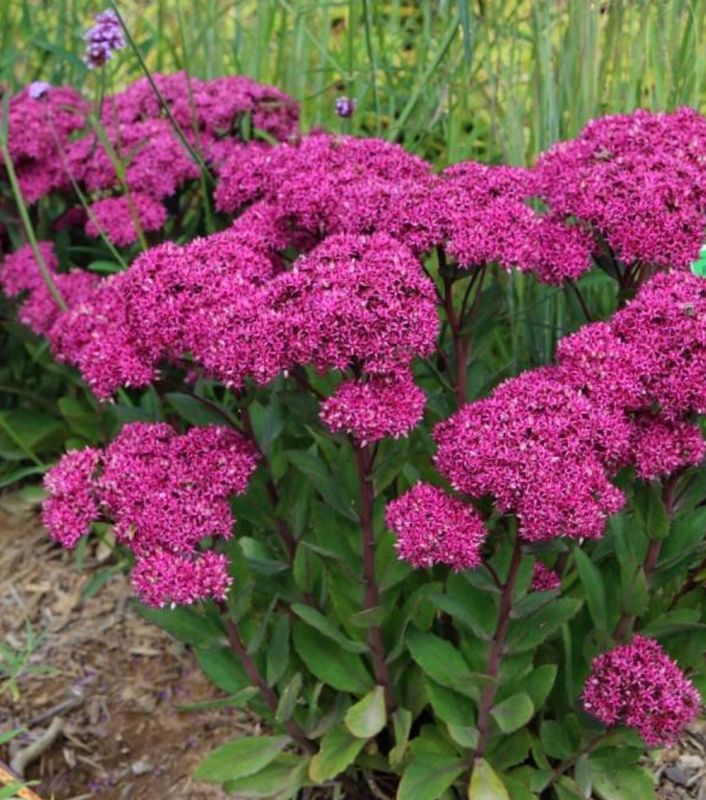 Sedum x &#39;Mr. Goodbud&#39; #1