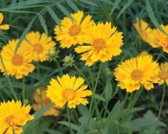 Coreopsis x &#39;Jethro Tull&#39;
