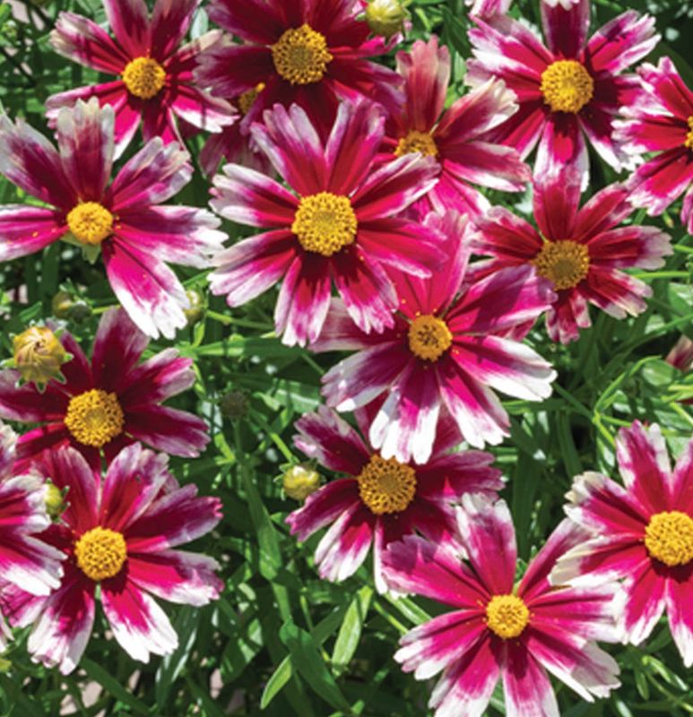 Coreopsis x Li&#39;l Bang &#39;Starstruck&#39;