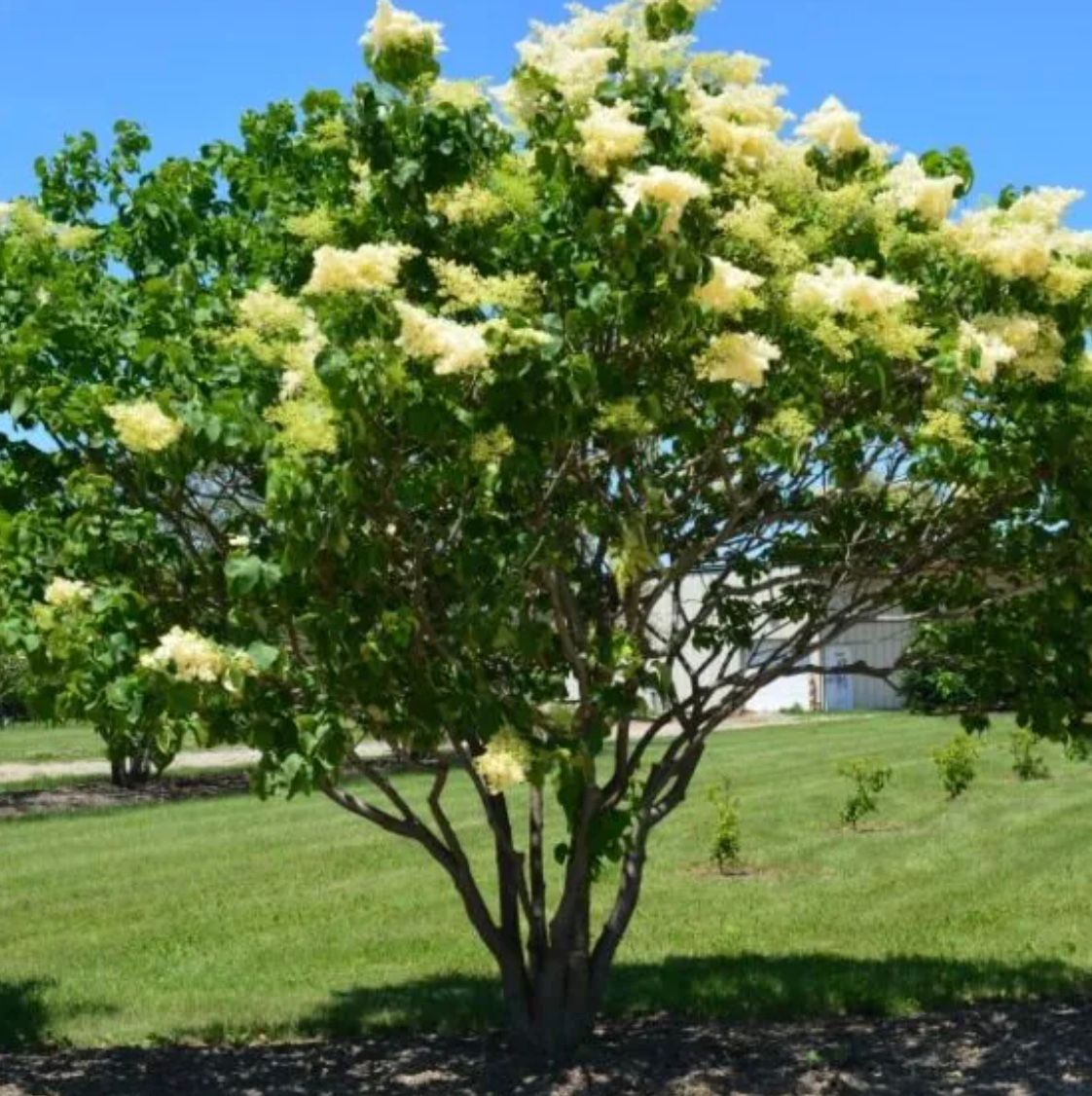 Syringa r. &#39;Ivory Silk&#39; M/S