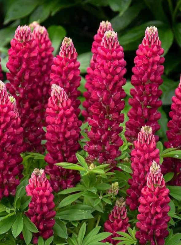 Lupinus p. Mini Gallery &#39;Red&#39;