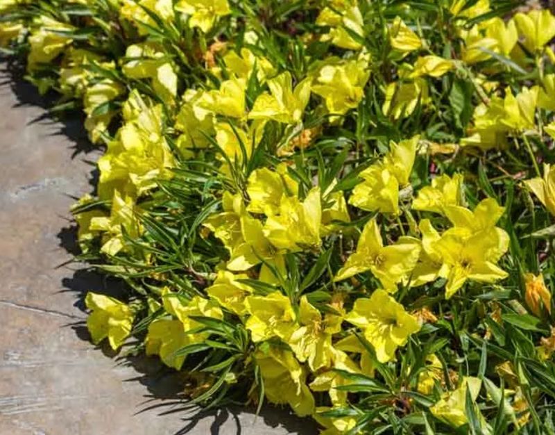 Oenothera m. &#39;Evening Sun&#39;