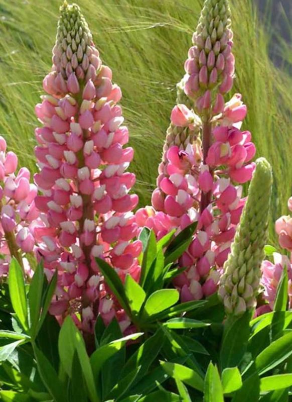 Lupinus p. Mini Gallery &#39;Pink Bicolor&#39;
