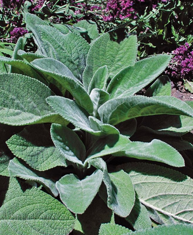 Stachys b. &#39;Helene von Stein&#39;