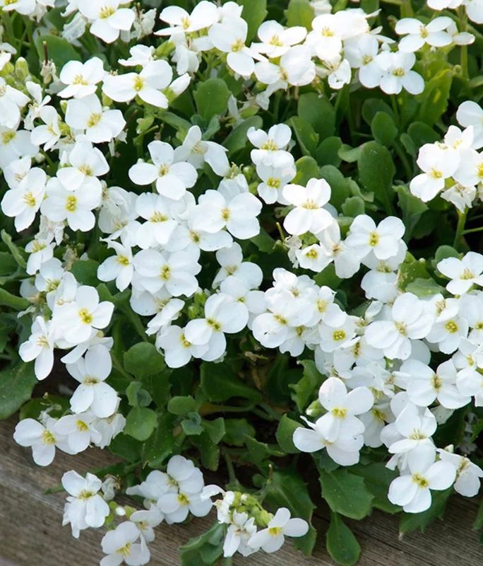 Aubrieta x &#39;Axcent White&#39;