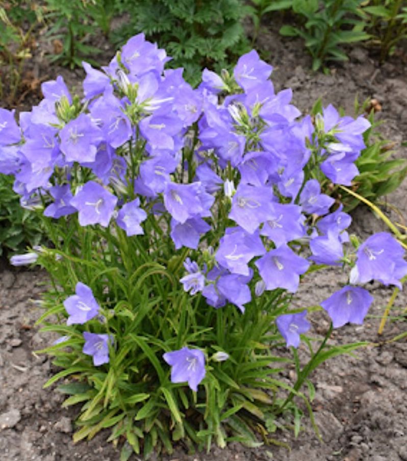 Campanula p. &#39;Takion Blue&#39;