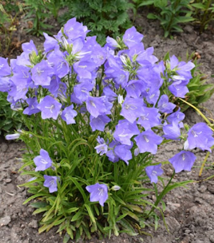 Campanula p. 'Takion Blue'