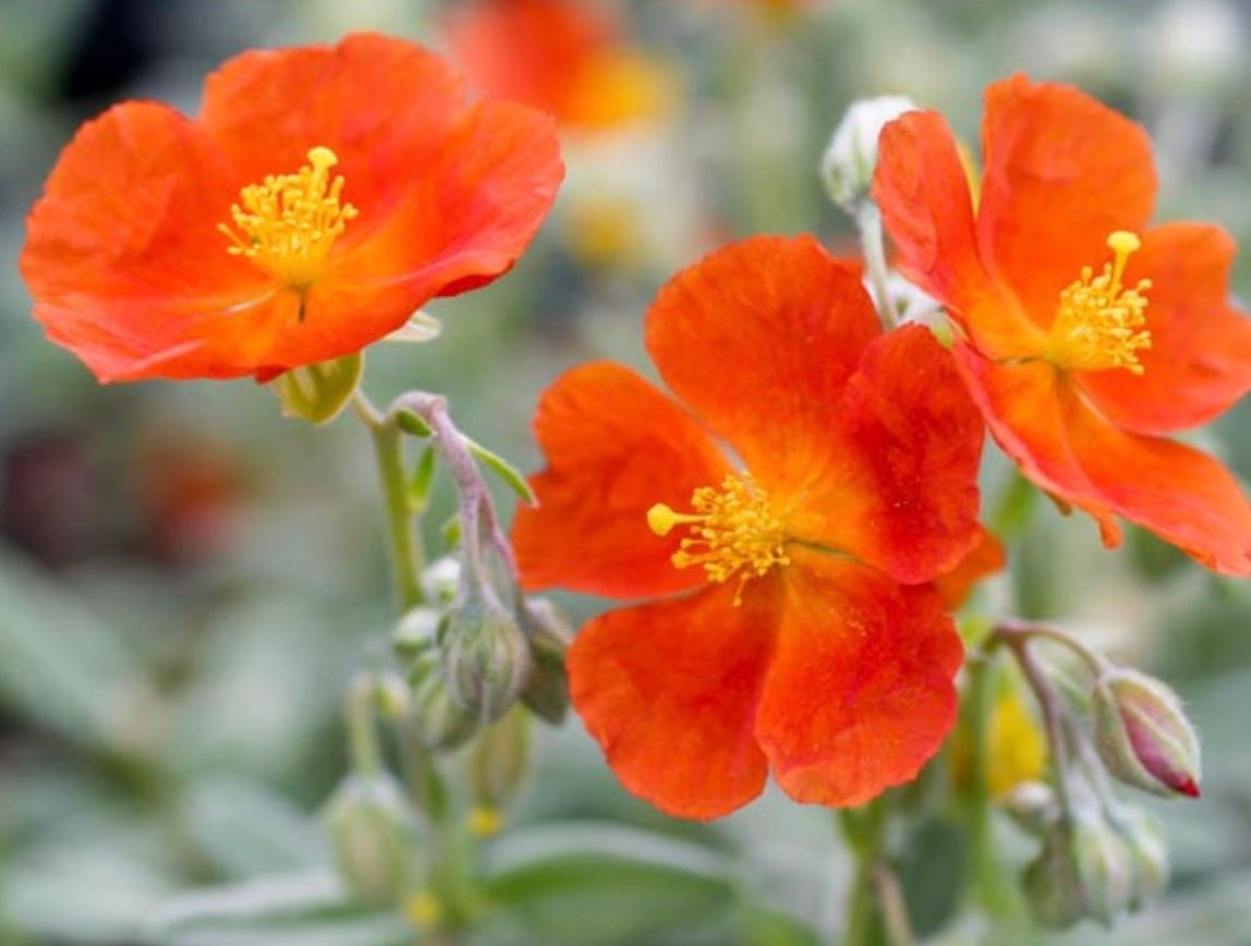 Helianthemum n. &#39;Henfield Brilliant&#39;