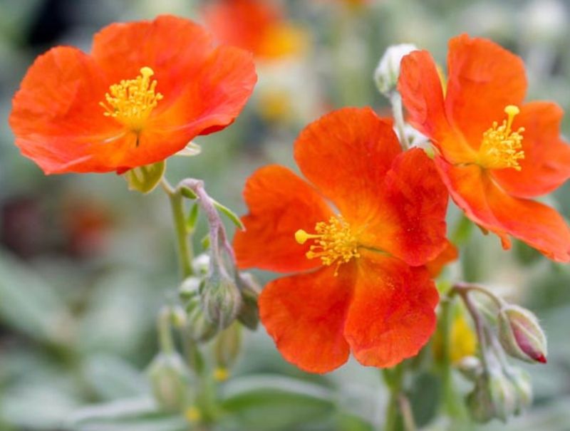 Helianthemum n. &#39;Henfield Brilliant&#39;