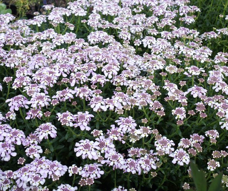 Iberis s. &#39;Pink Ice&#39;