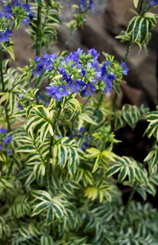 Polemonium c. &#39;Brise d&#39;Anjou&#39;