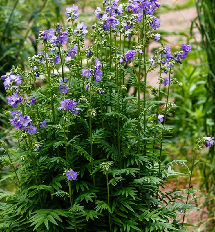 Polemonium b. &#39;Heavenly Habit&#39;