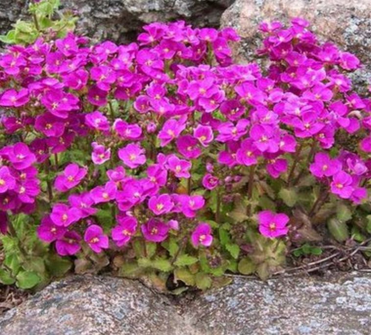 Arabis c. &#39;Little Treasure Deep Rose&#39;