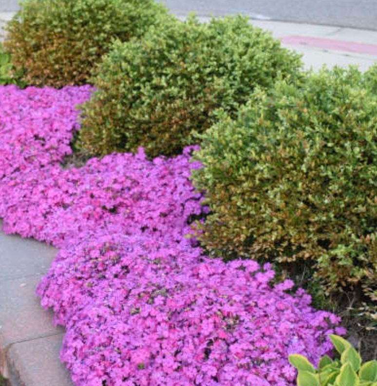 Phlox sub. &#39;Drummonds Pink&#39; #1