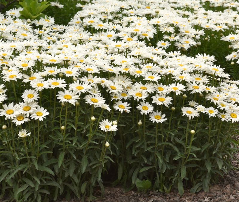 Leucanthemum s. &#39;Whitecap&#39;