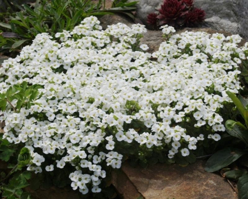Arabis c. &#39;Catwalk White&#39;