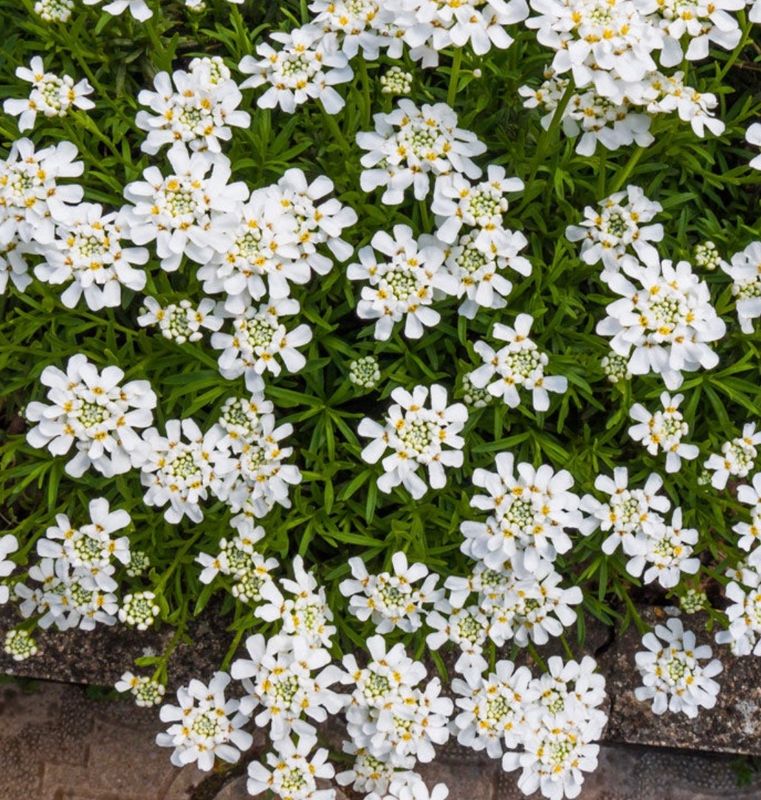 Iberis s. &#39;Purity&#39;