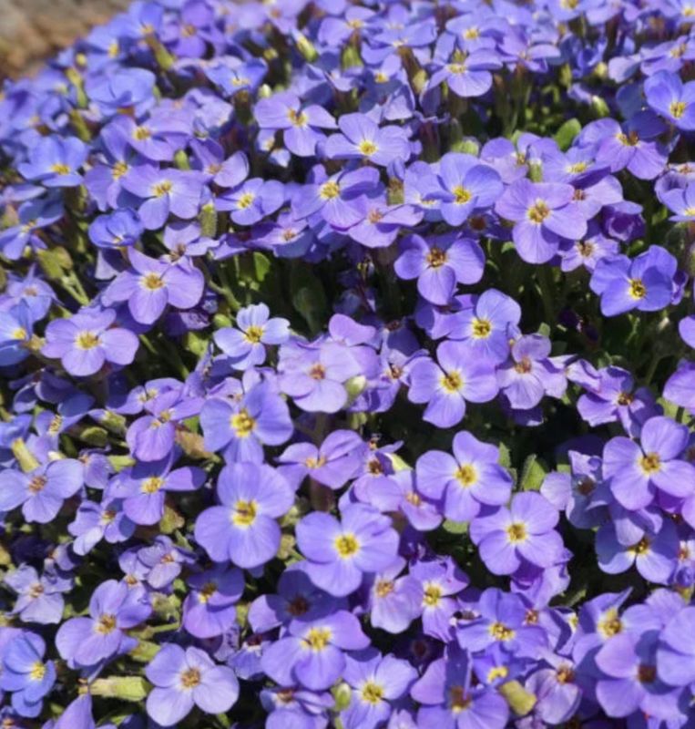 Aubrieta x &#39;Axcent Light Blue&#39;