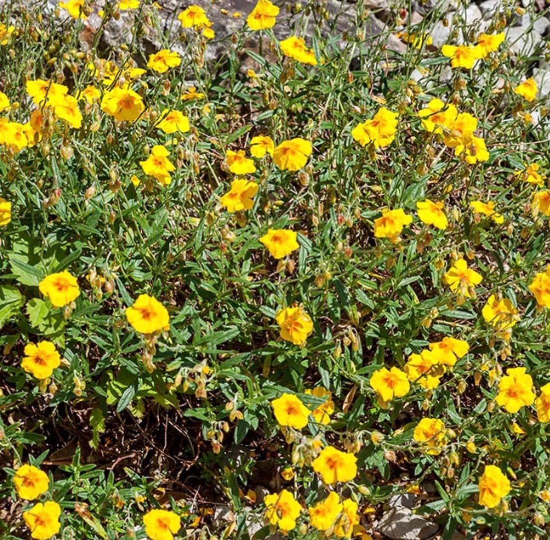 Helianthemum n. &#39;Ben Fhada&#39;