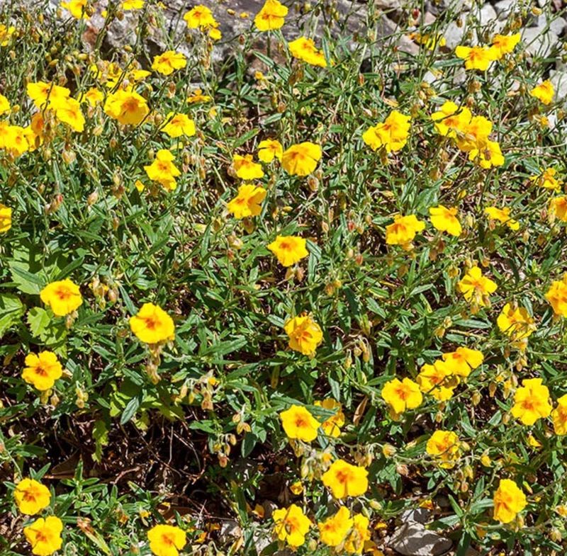 Helianthemum n. &#39;Ben Fhada&#39;