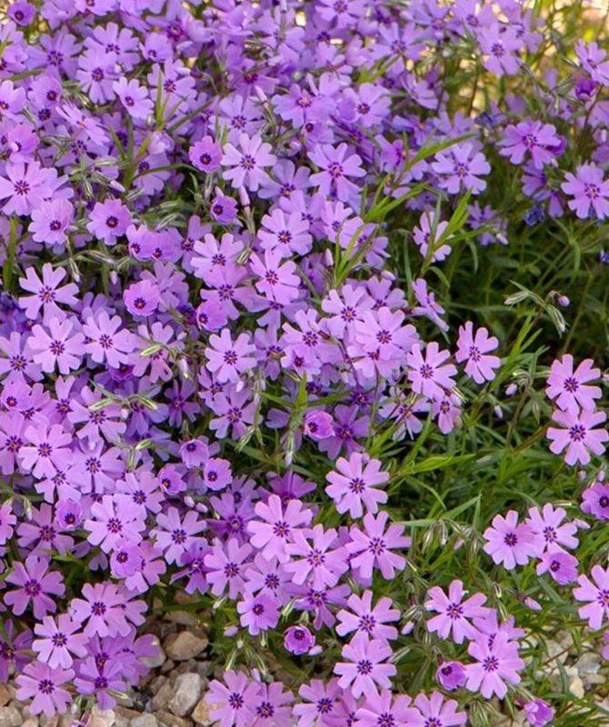 Phlox s. &#39;Purple Beauty&#39;