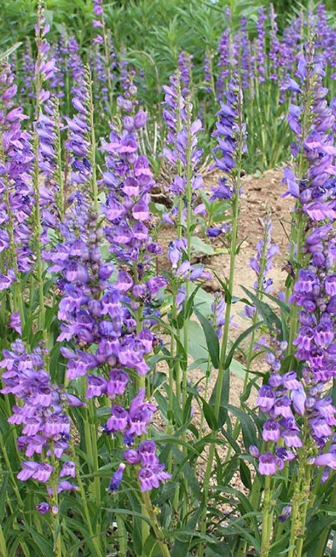 Penstemon s. &#39;Rocky Mountain&#39;