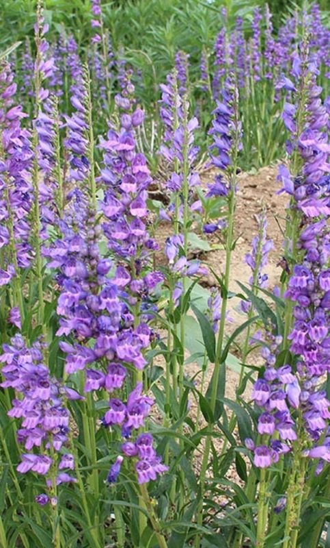 Penstemon s. &#39;Rocky Mountain&#39;