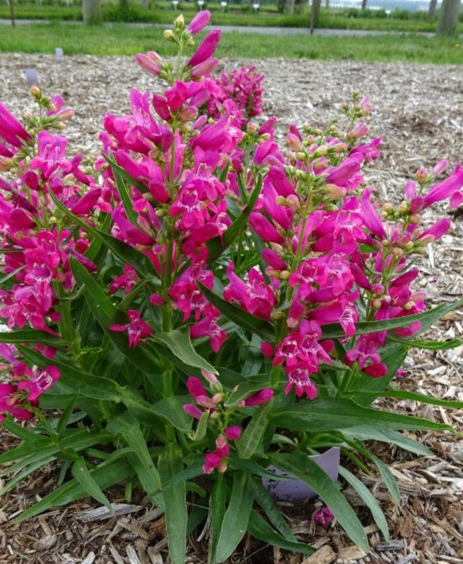 Penstemon b. &#39;Rocky Candy Ruby&#39;