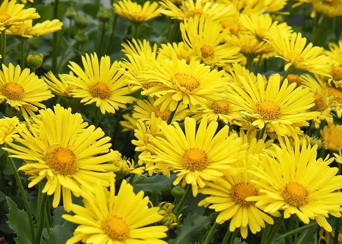 Doronicum o. &#39;Little Leo&#39;