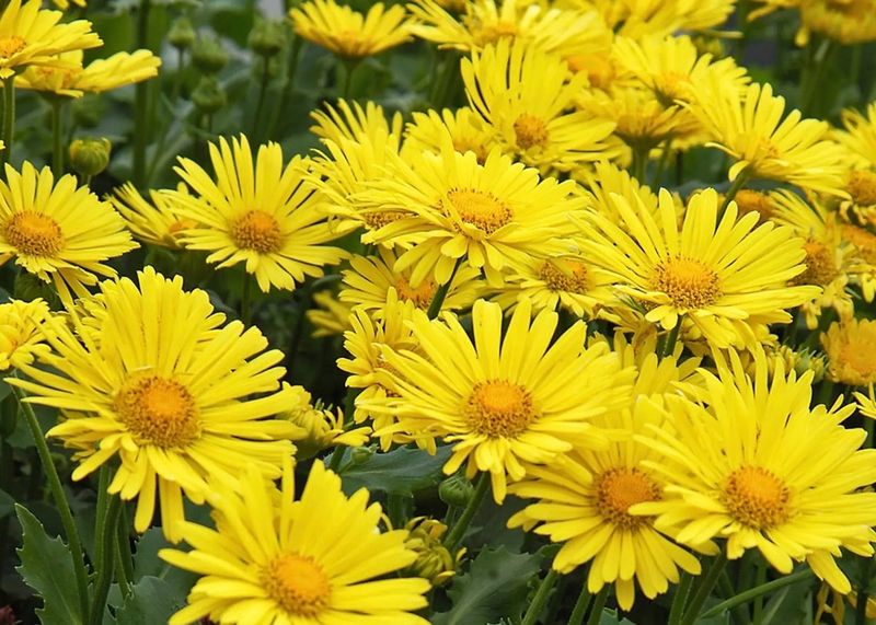 Doronicum o. &#39;Little Leo&#39;