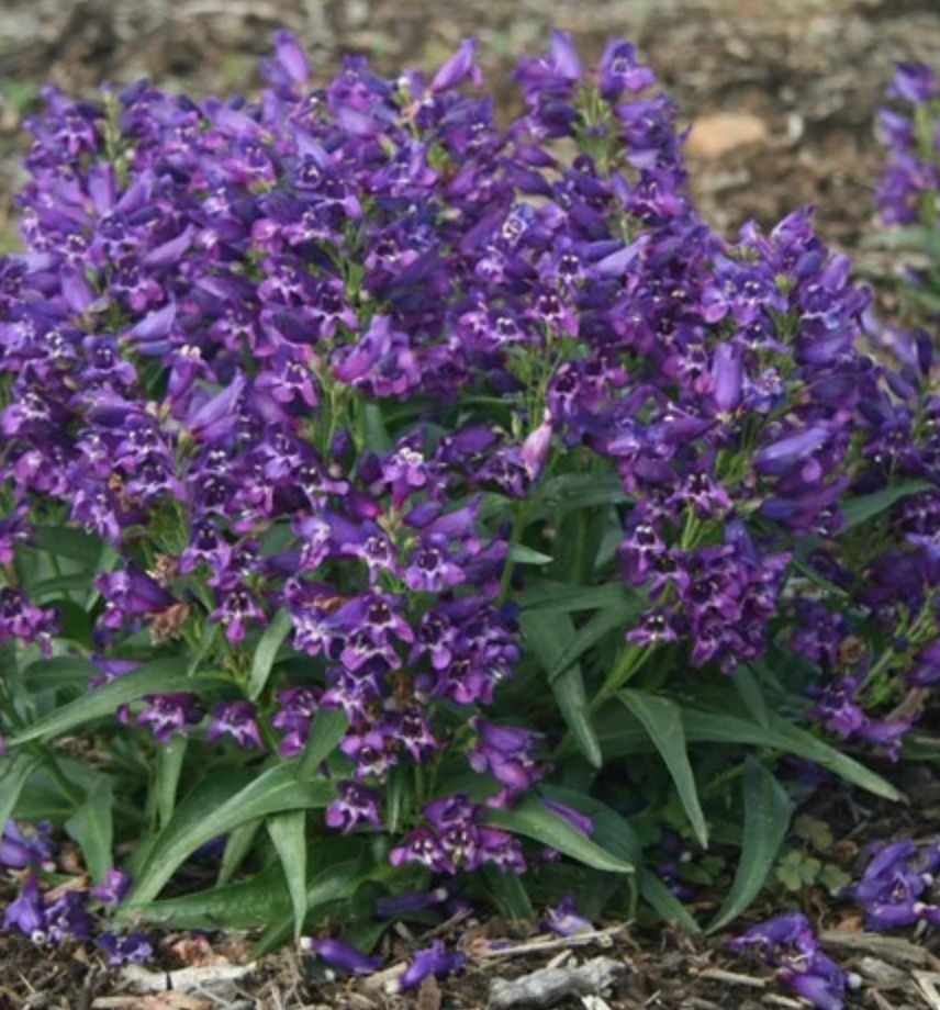 Penstemon b. &#39;Rocky Candy Purple&#39;