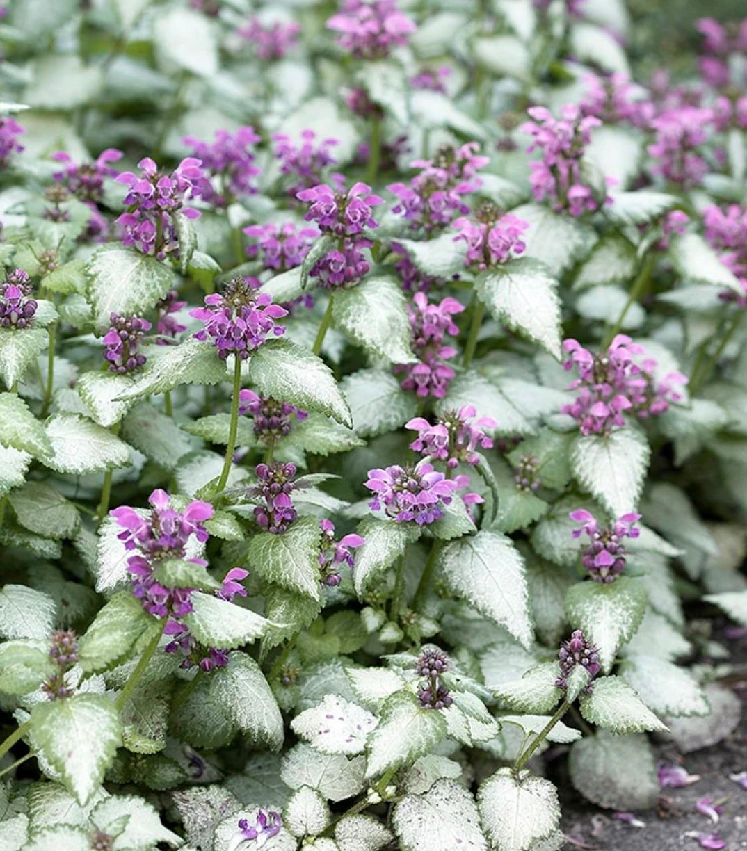 Lamium mac. &#39;Orchid Frost&#39;