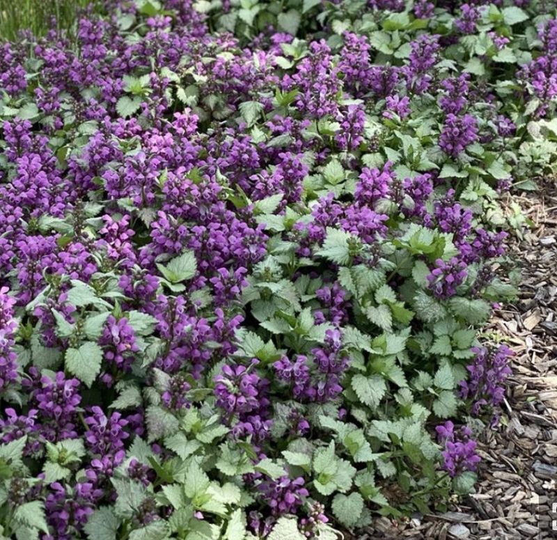 Lamium m. &#39;Ghost&#39;