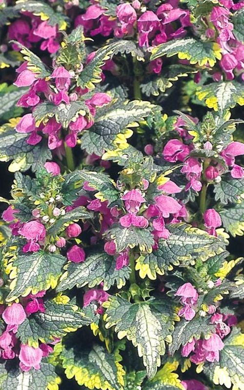 Lamium m. &#39;Golden Anniversary&#39;
