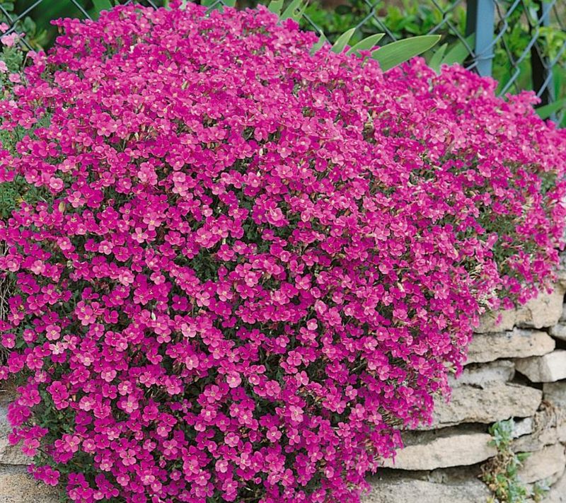 Aubrieta x &#39;Axcent Burgundy&#39;