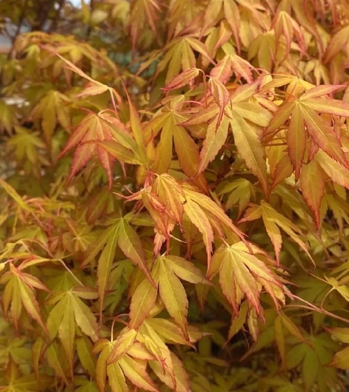 Acer p. &#39;Orange Dream&#39;