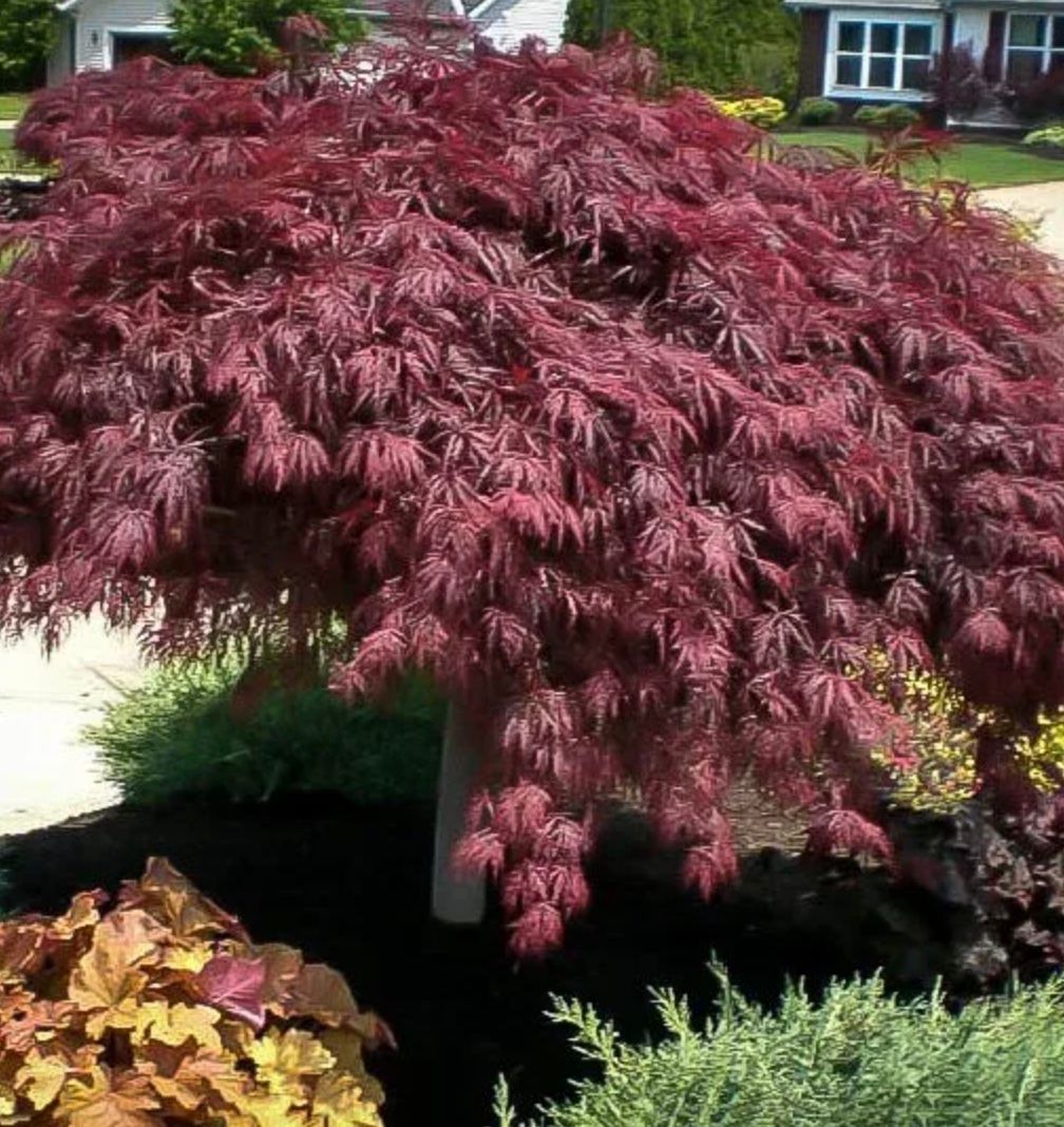 Acer pd. &#39;Crimson Queen&#39;